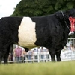 Belted-Galloway-Res-Champ